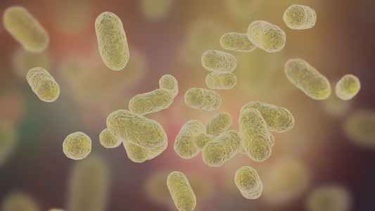 What Factors Contribute to the Opportunistic Nature of SIBO within the Microbiome?