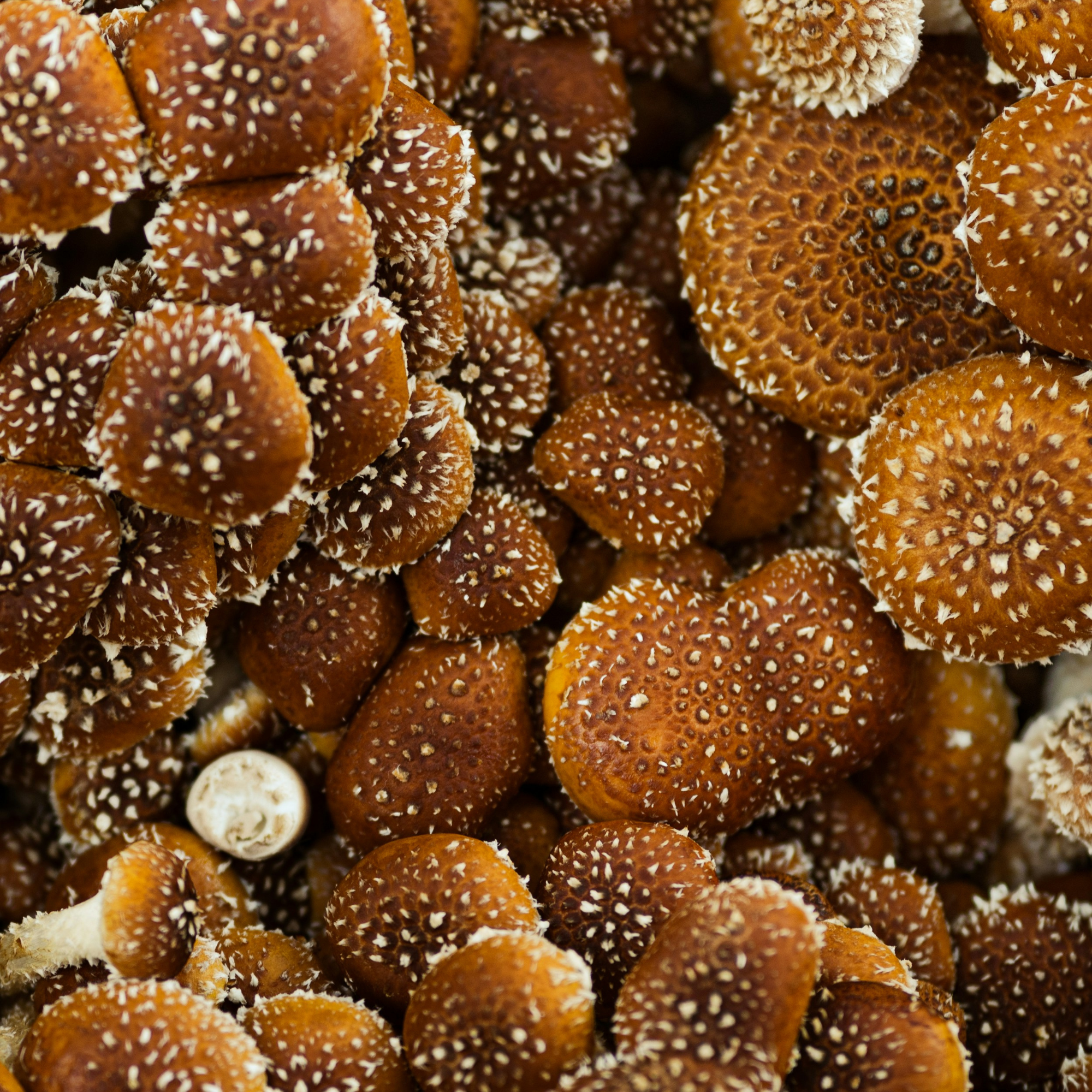 Gut Microbiome Testing (GI-MAP)